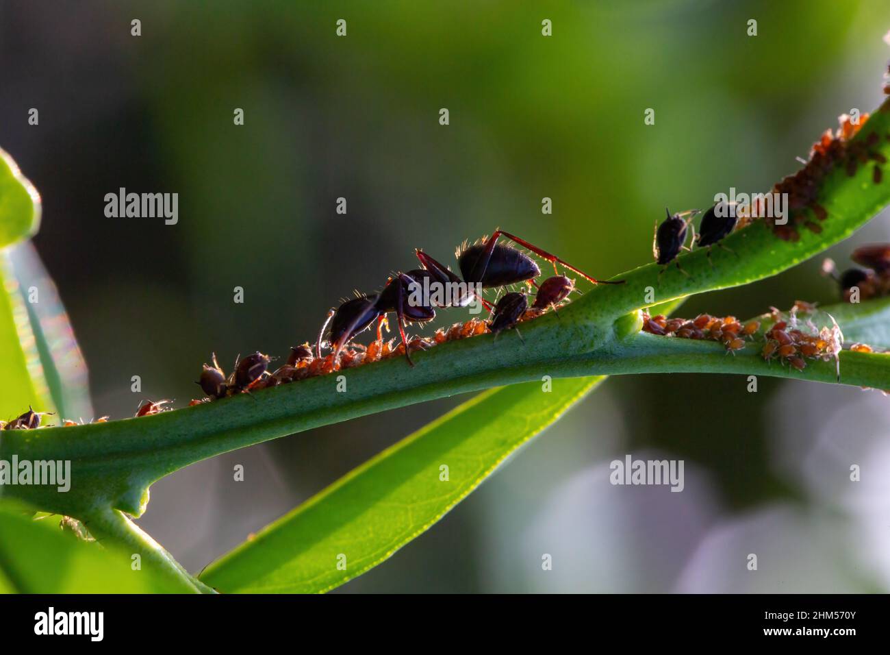 Chongqing montagne écologique - fourmis Banque D'Images