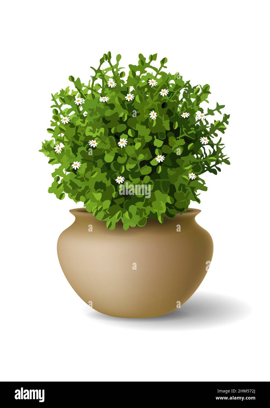 Plante ornementale avec de petites fleurs en pot d'argile.Graphiques vectoriels Illustration de Vecteur
