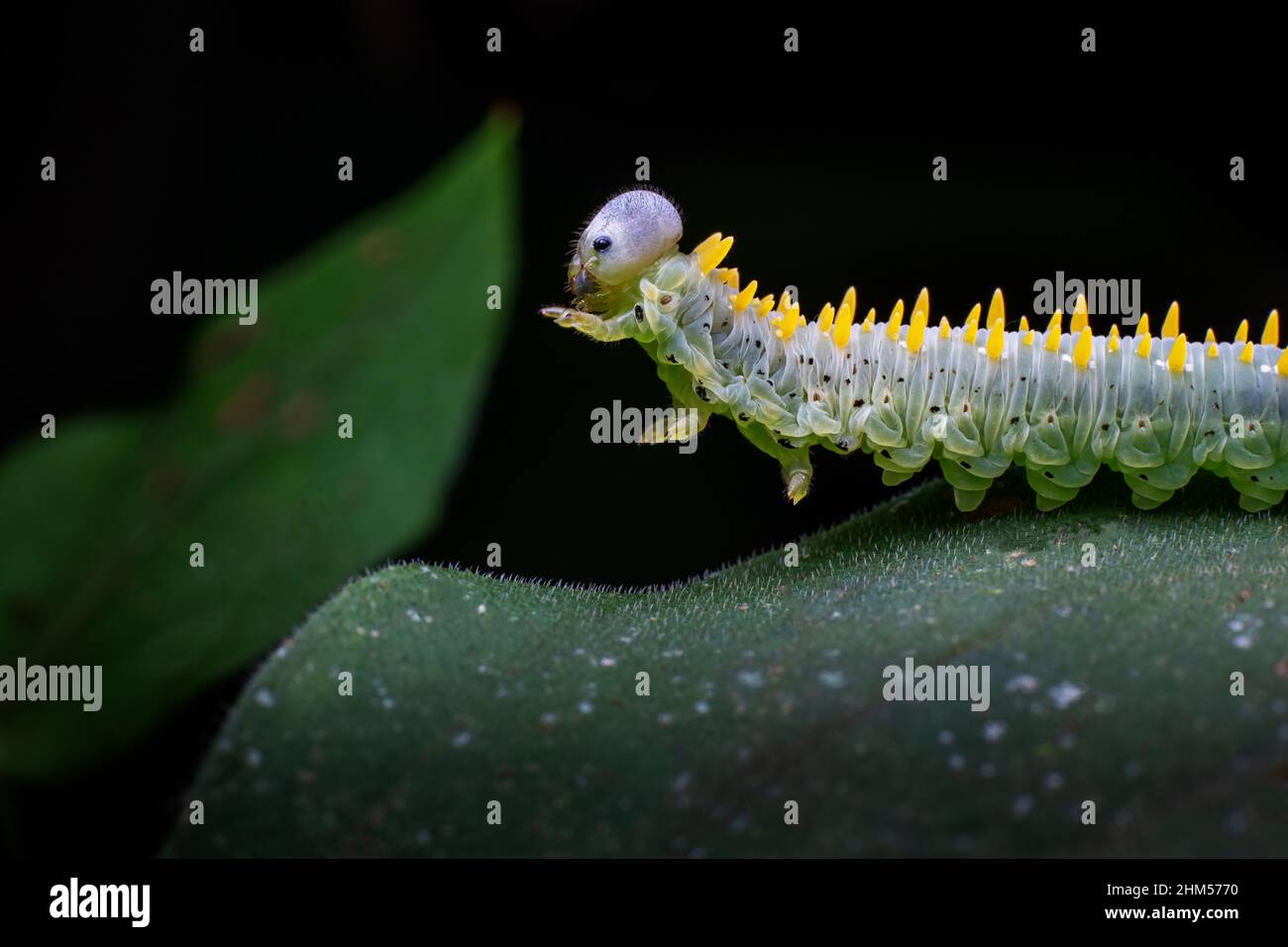 Chongqing écologique en montagne - caterpillar Banque D'Images