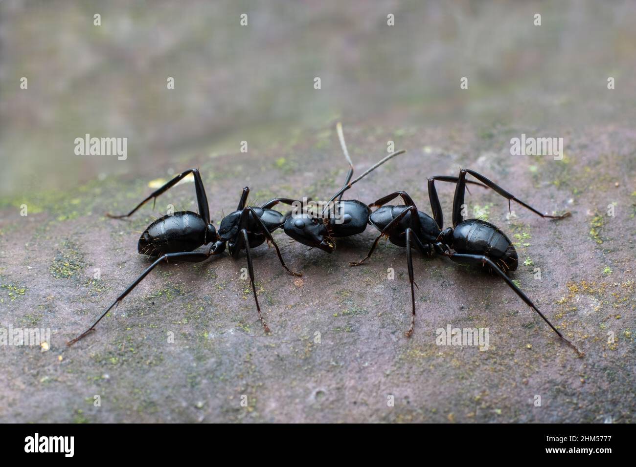 Chongqing montagne écologique - fourmis Banque D'Images