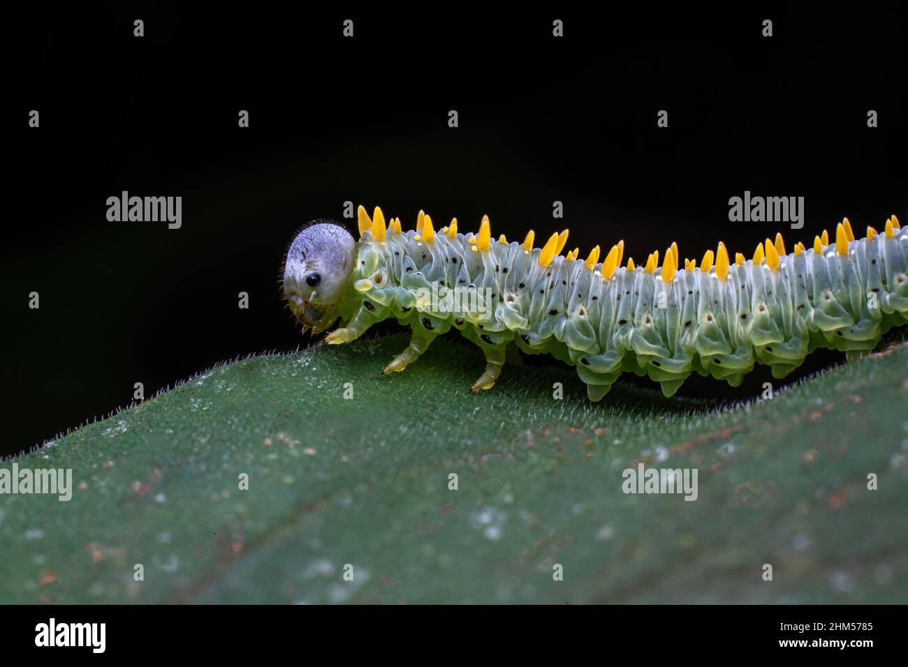 Chongqing écologique en montagne - caterpillar Banque D'Images