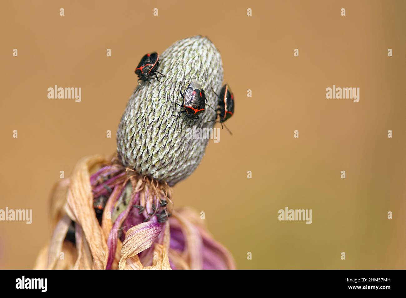 Bugs à deux stiques ou Bugs à arlequin en forme de Wee (Cosmopepia lintnerliana) sur une gousse de graines de fleurs. Copier l'espace. Banque D'Images