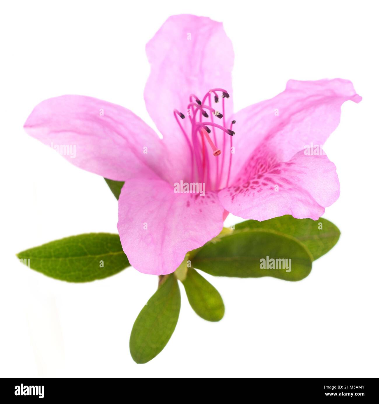 Fleur d'azalée isolée sur fond blanc Banque D'Images Fleur d'azalée isolée sur fond blanc Banque D'Images