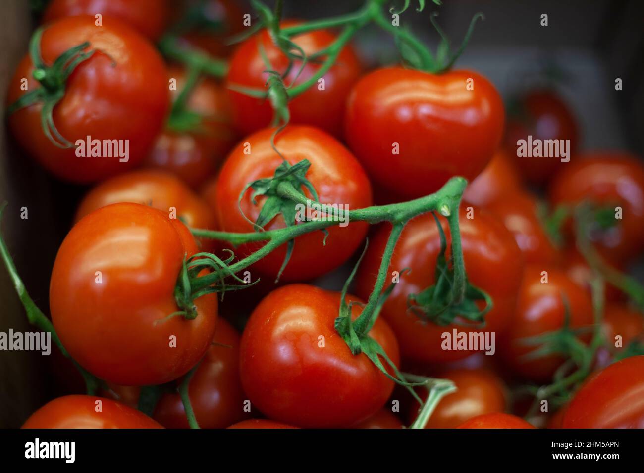 Tomates rouges sur une branche Banque D'Images