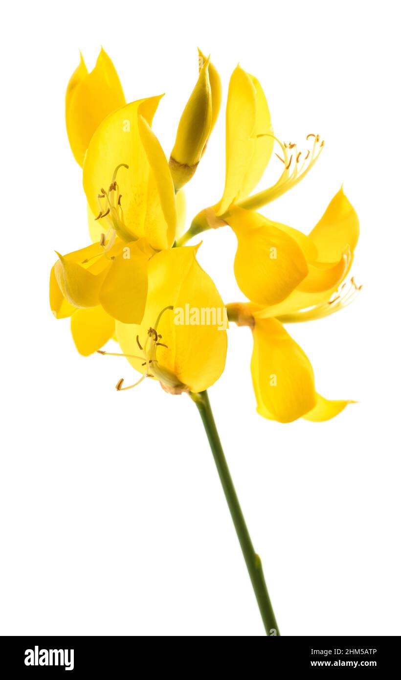 Fleurs balayées isolées sur fond blanc Banque D'Images