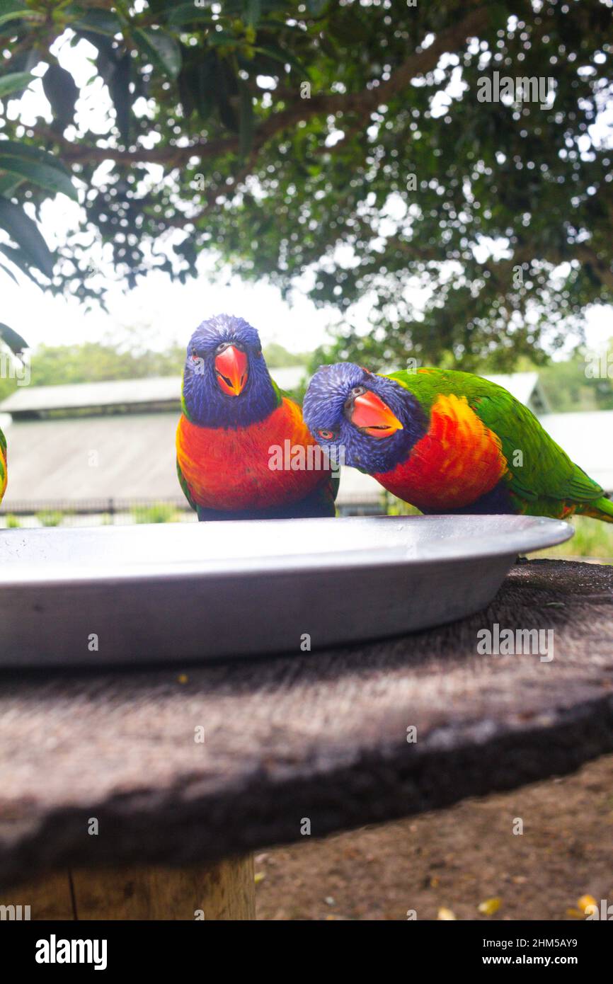 Rainbow lorikeet colorés oiseaux sur une branche d'arbre, de l'Australie Banque D'Images