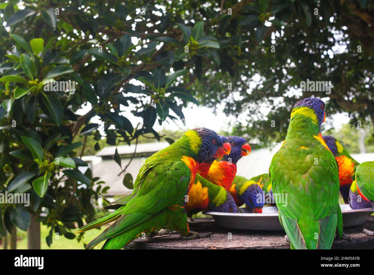 Rainbow lorikeet colorés oiseaux sur une branche d'arbre, de l'Australie Banque D'Images