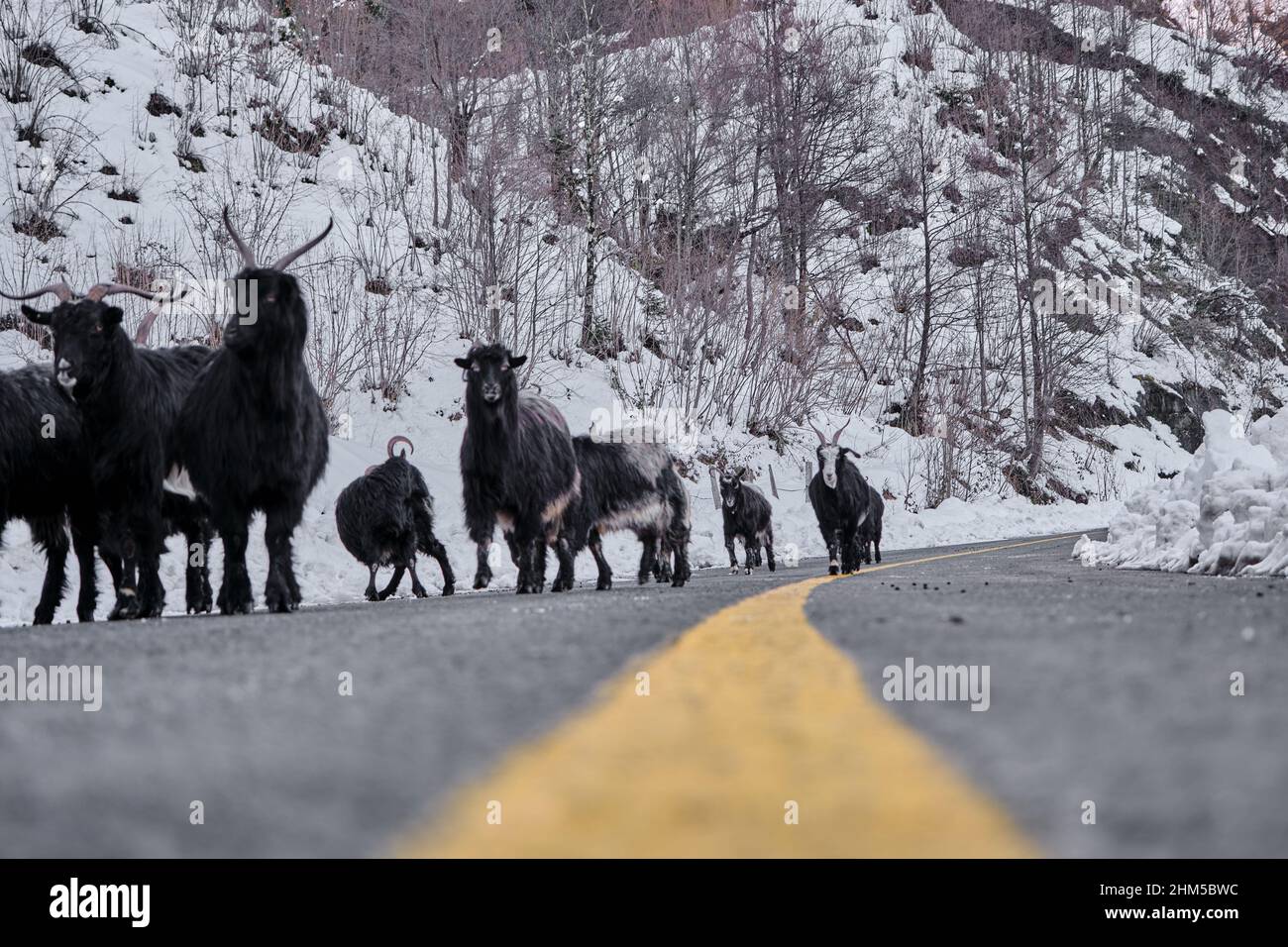 Groupes de chèvres marchant sur la route asphaltée, ligne de route jaune à la marche hivernale de chèvres. Banque D'Images