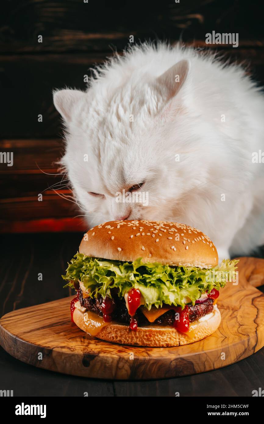 Joli chat moelleux mangeant un gros hamburger sur fond sombre. Kitty mange  un savoureux repas rapide avec du côtelette de viande, de l'oignon, des  légumes, du fromage fondu et de la sauce