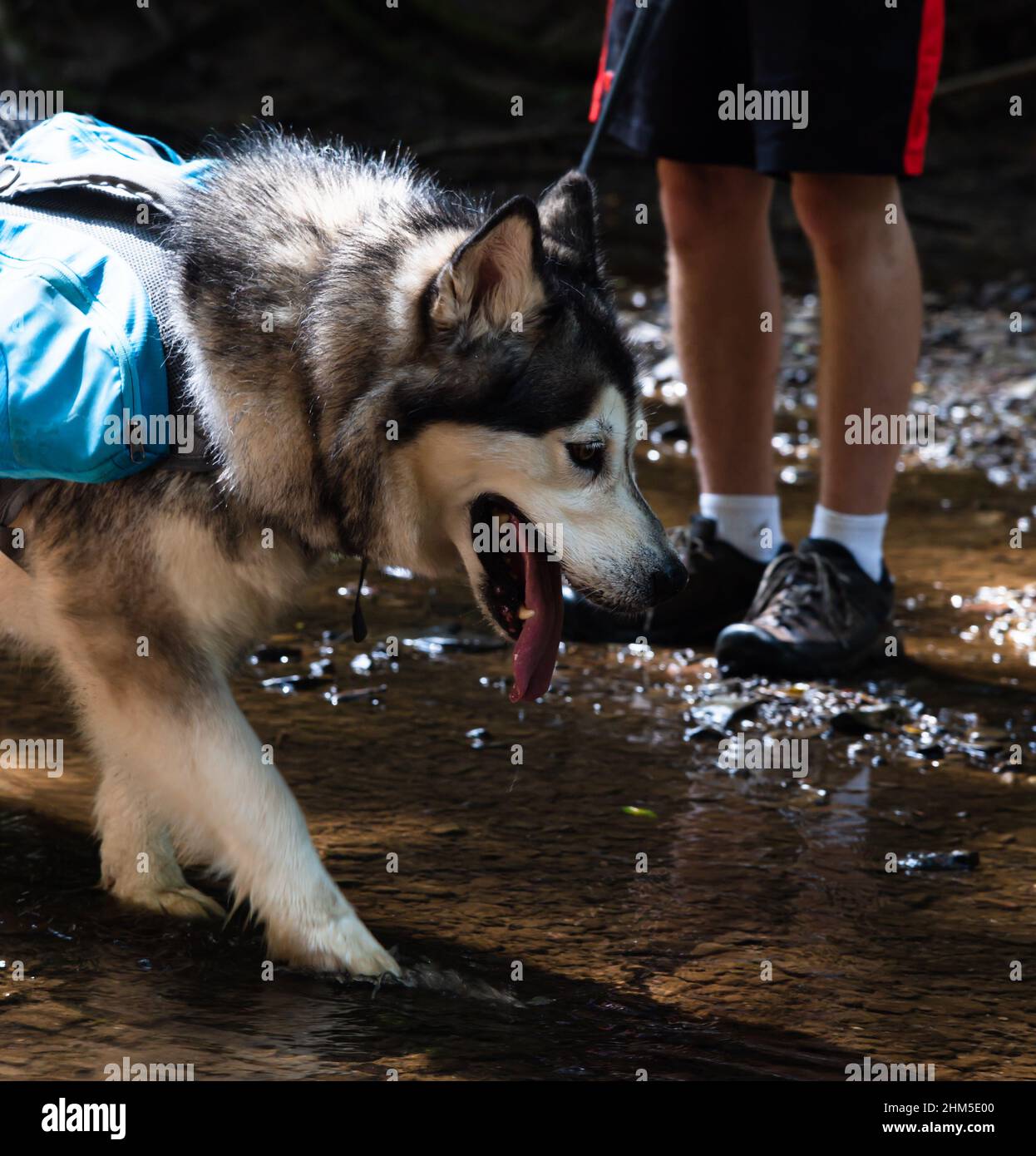 Malamute chien avec sac à dos panting et debout dans la rivière Banque D'Images