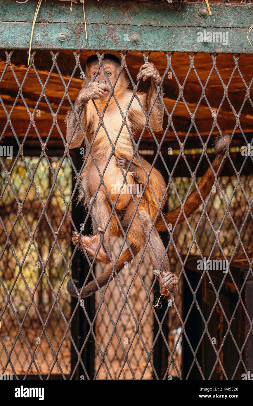 Photo verticale d'un petit singe capucin accroissant à la clôture, regardant directement la caméra tout en mangeant. Petit singe de bébé qui tient sur lui Banque D'Images