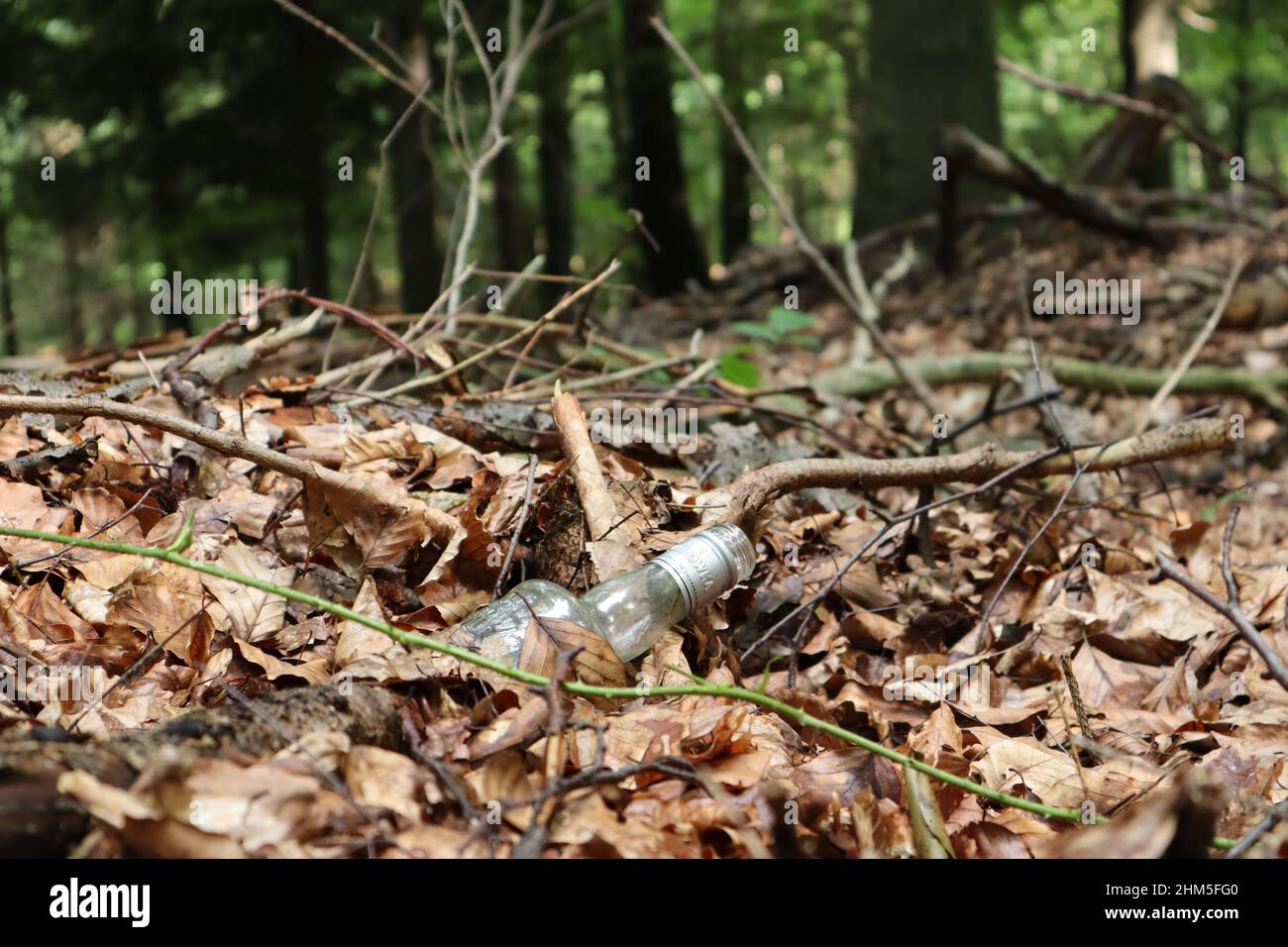 Vider la bouteille dans la forêt parmi les feuilles Banque D'Images