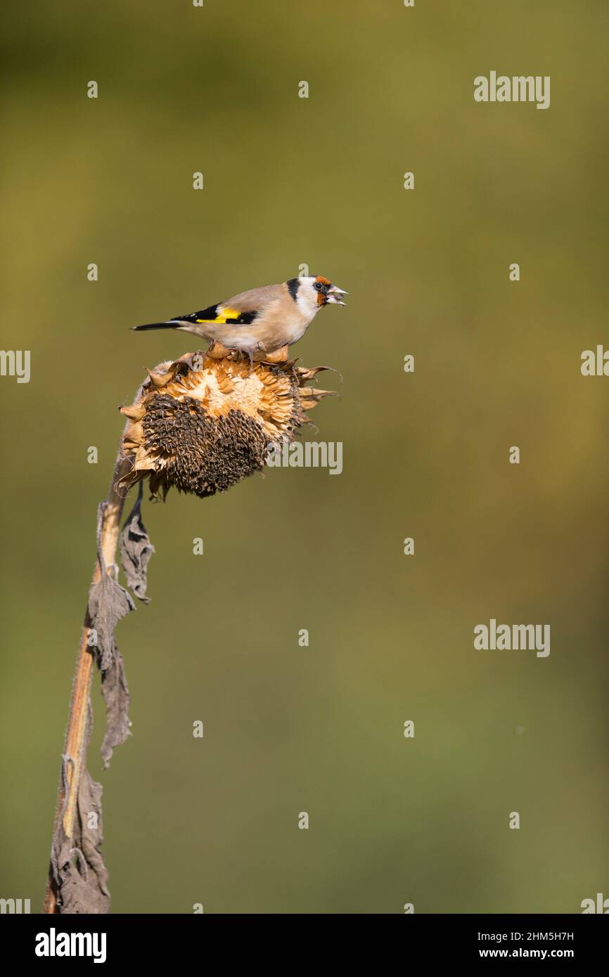 European Goldfinch (Carduelis carduelis) adulte perché sur le tournesol, Suffolk, Angleterre, octobre Banque D'Images