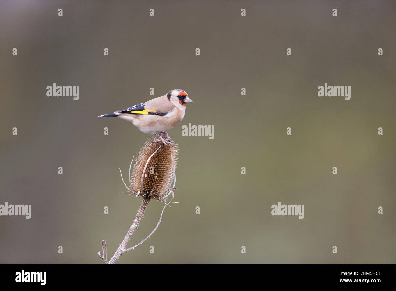 European Goldfinch (Carduelis carduelis) adulte perché sur une cuillère à café, Suffolk, Angleterre, décembre Banque D'Images