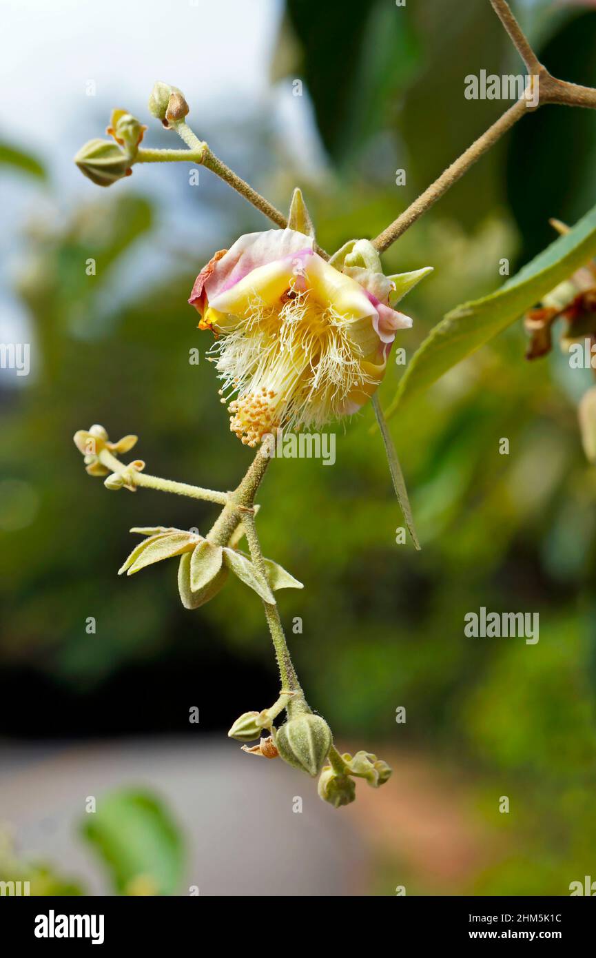 Fleurs sauvages (Luehea divaricata) dans le parc public de Belo Horizonte, Brésil Banque D'Images Fleurs sauvages (Luehea divaricata) dans le parc public de Belo Horizonte, Brésil Banque D'Images