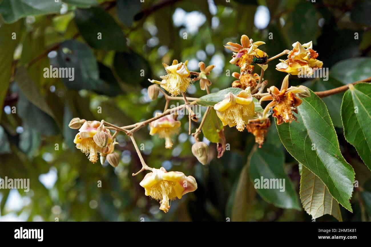 Fleurs sauvages (Luehea divaricata) dans le parc public de Belo Horizonte, Brésil Banque D'Images Fleurs sauvages (Luehea divaricata) dans le parc public de Belo Horizonte, Brésil Banque D'Images