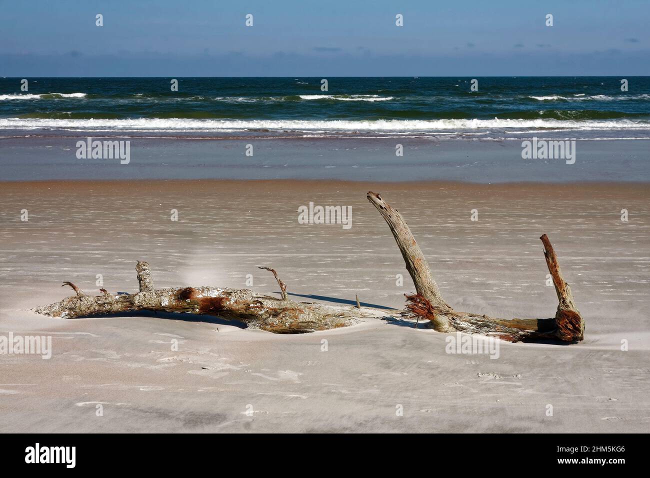 Scène de plage, sable, bois flotté, océan Atlantique, vagues, Eau, sculpture naturelle, Ormond Beach ; Floride ; automne; horizontal Banque D'Images