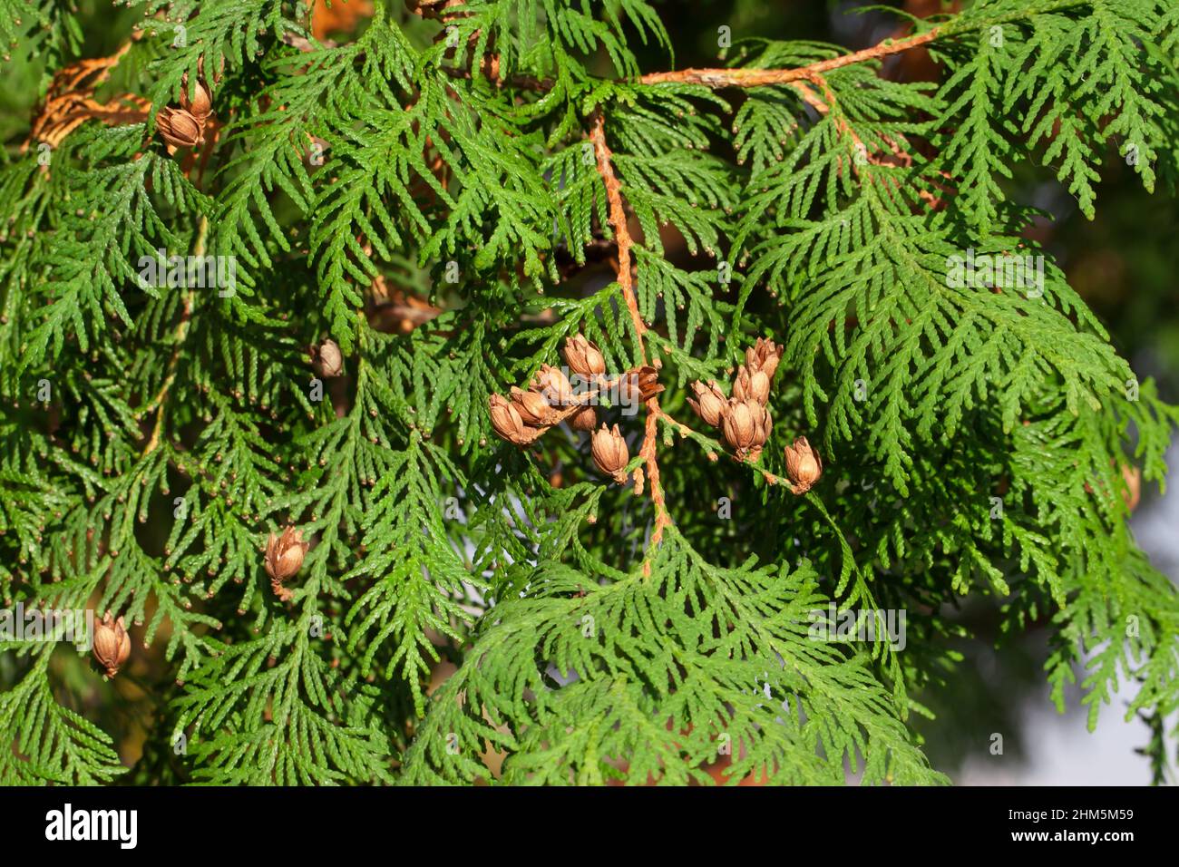 Une vue rapprochée d'une branche de thuja avec des fruits comme un beau fond Banque D'Images