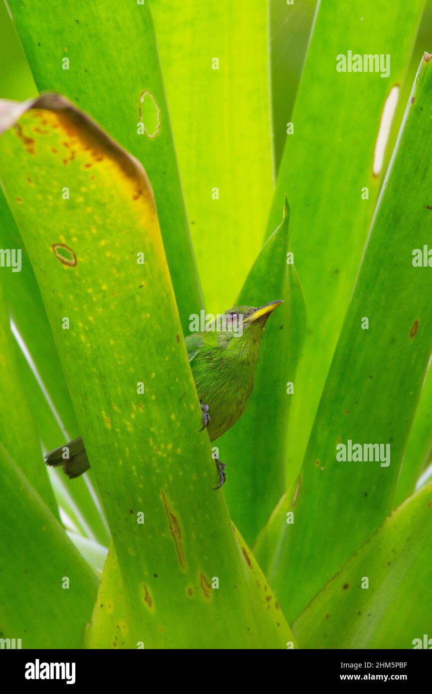 Femelle Green Honeyrampante (Chlorophanes spiza) dans le broméliad.Forêt tropicale des plaines, Station biologique de la Selva, Sarapiquí, pente des Caraïbes, Costa Rica. Banque D'Images