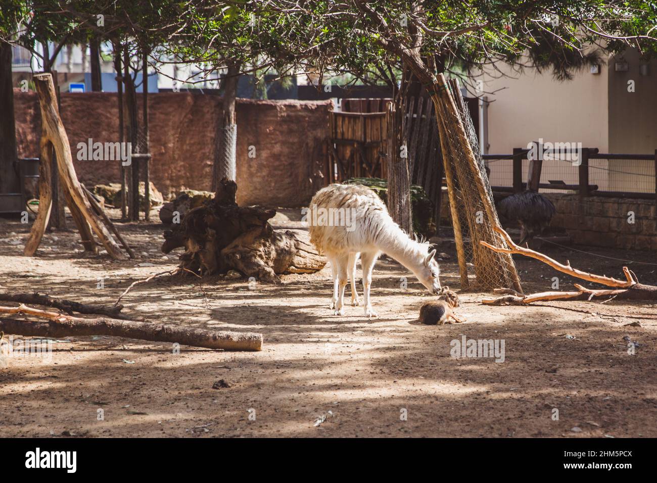 Lama blanche et brune dans le petit zoo de Limassol, Chypre Banque D'Images