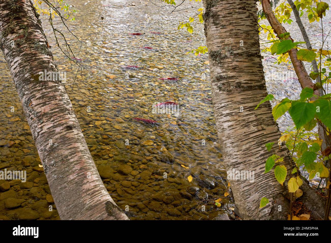 Saumon le long de la rive de la rivière Adams. Saumon rouge nageant le long de la rive de la rivière Adams, Colombie-Britannique, Canada. Banque D'Images