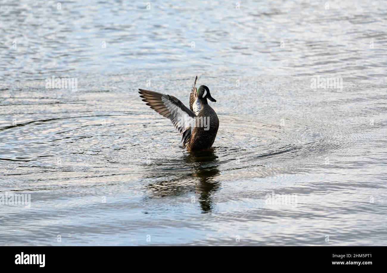 Bel oiseau dans l'eau dans les champs de céleri, Sarasota Floride Banque D'Images