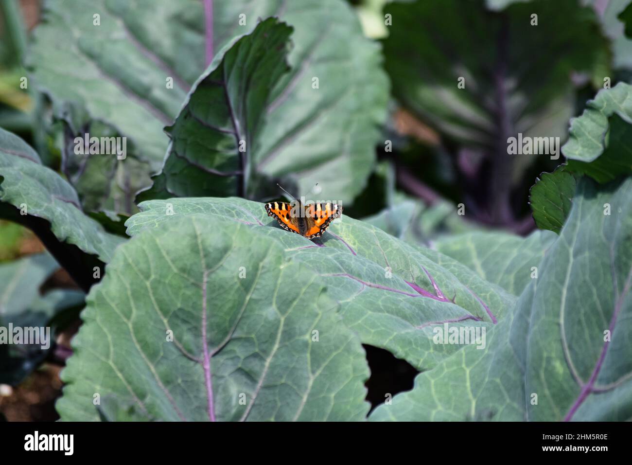 Un papillon se trouve sur la feuille d'une plante de chou rouge Banque D'Images