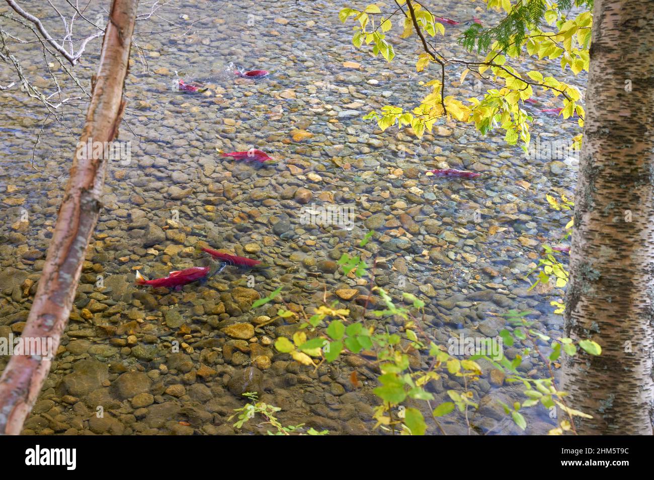 Saumon sous les arbres de la rivière Adams. Saumon rouge nageant sous les arbres le long de la rive de la rivière Adams, Colombie-Britannique, Canada. Banque D'Images