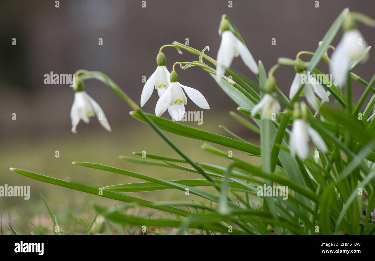 Les gouttes de neige fleurissent au printemps Banque D'Images