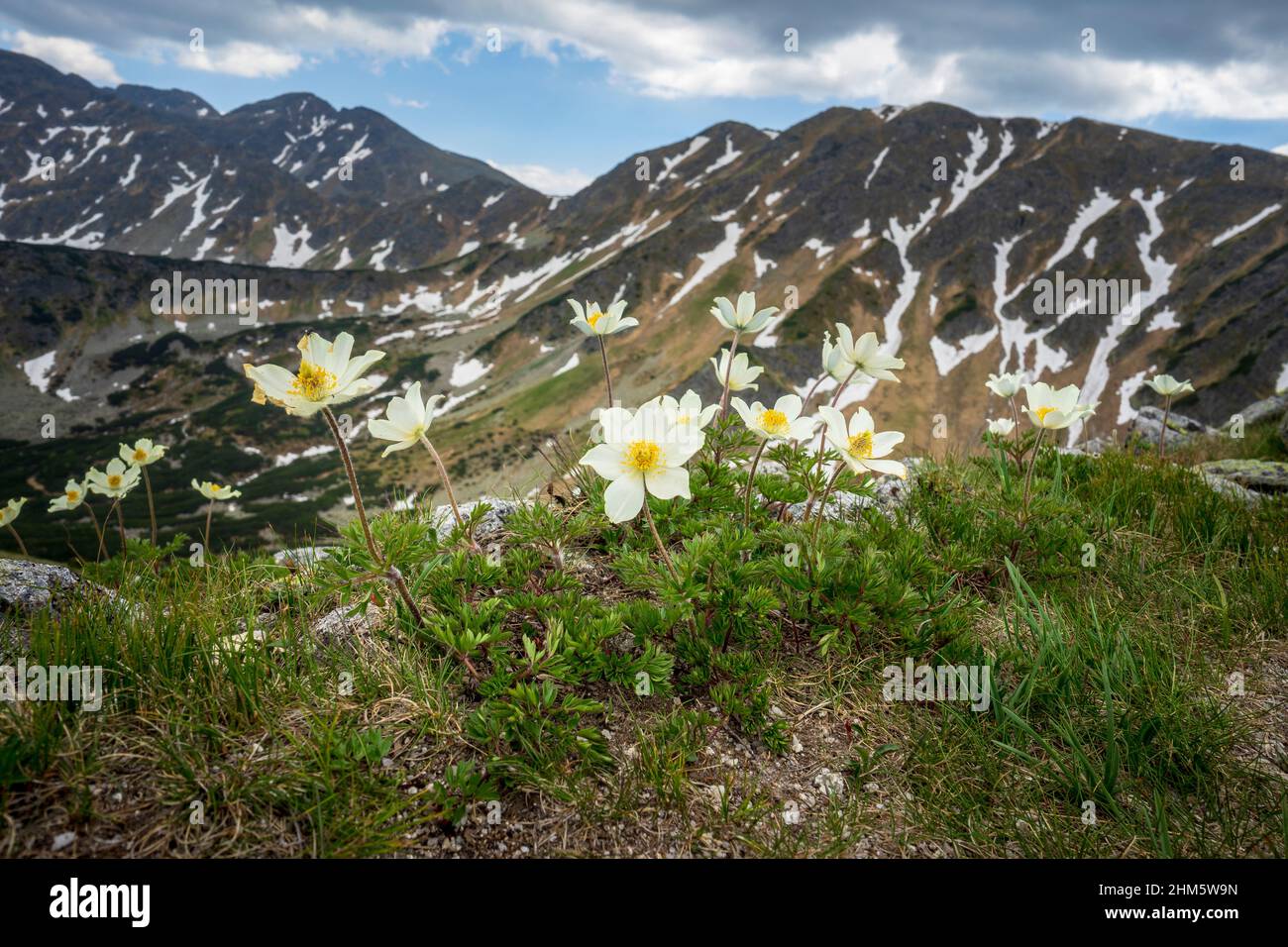 Fleurs (Anemone alpina) dans la nature. Tatras de l'Ouest. Slovaquie. Banque D'Images