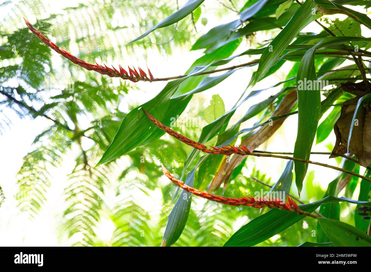 Broméliade (Pitcairnia brittoniana).Réserve forestière de Santa Elena Cloud, Monteverde, Costa Rica. Banque D'Images