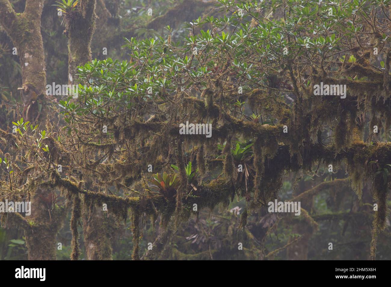 Branches d'arbres chargées d'épiphytes dans la réserve forestière de Santa Elena Cloud, Monteverde, Costa Rica. Banque D'Images