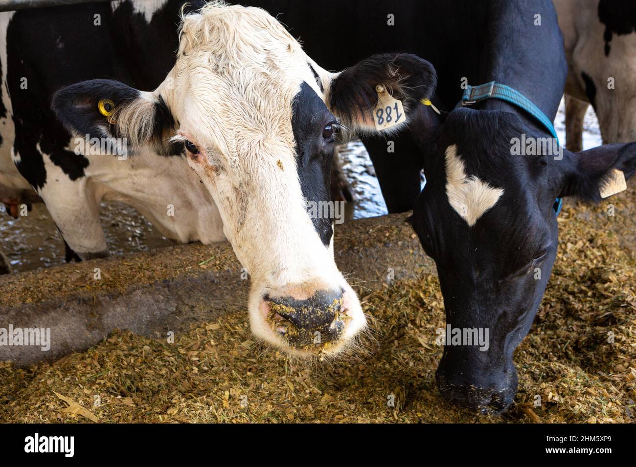 Belle vache laitière mangeant du foin dans un abri de vache moderne