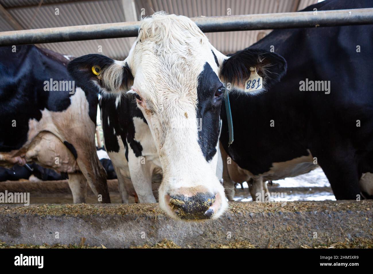 Belle vache laitière mangeant du foin dans un abri de vache moderne