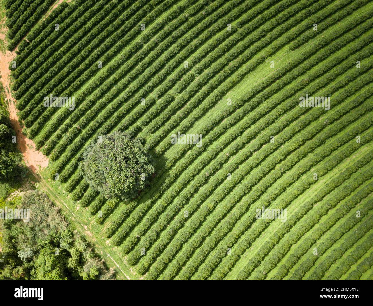 Vue aérienne par drone de la belle plantation de café arabe sur la ferme de Minas Gerais, Brésil. Concept d'alimentation, agriculture, produits de base, alimentation saine. Banque D'Images