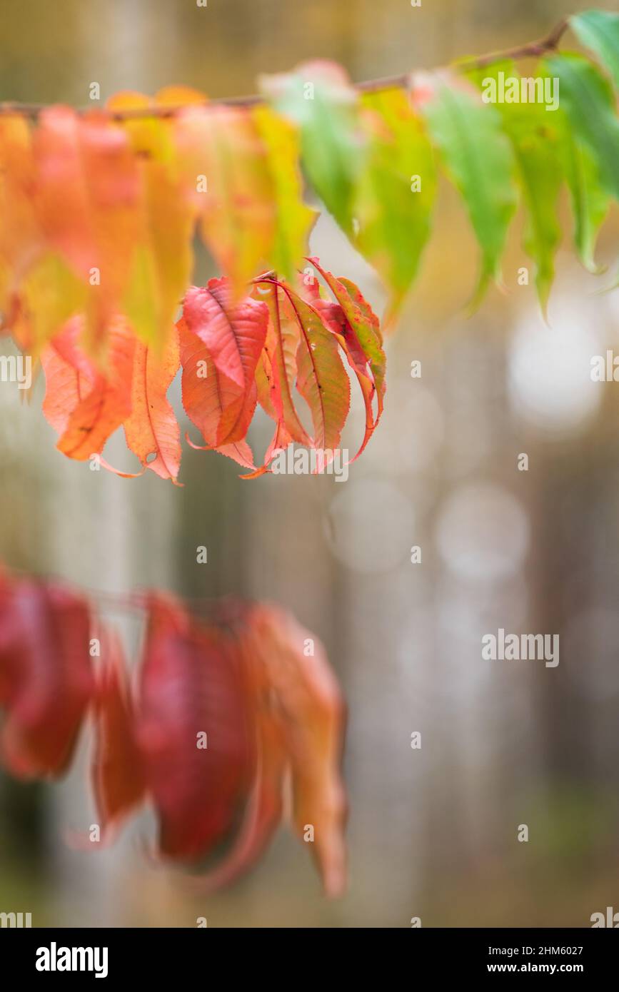 Feuilles de cerisier d'arbre (Prunus pensylvanica) aux couleurs automnales. Banque D'Images