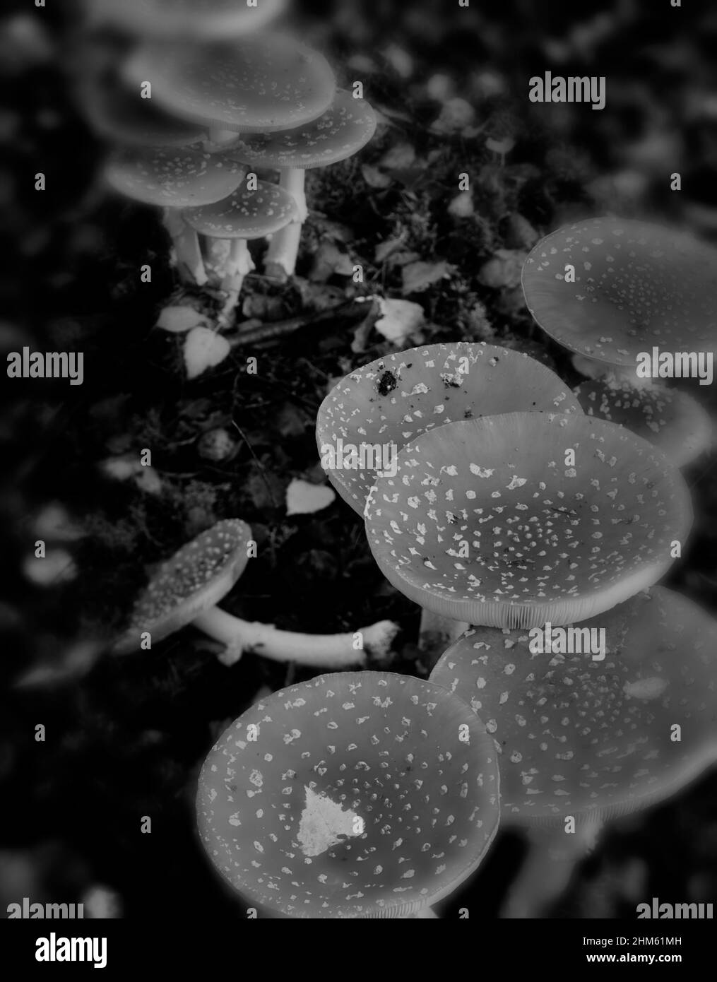 Portrait naturel de plante de dramatique et mortelle Amanita muscaria, mouche agaric, Banque D'Images