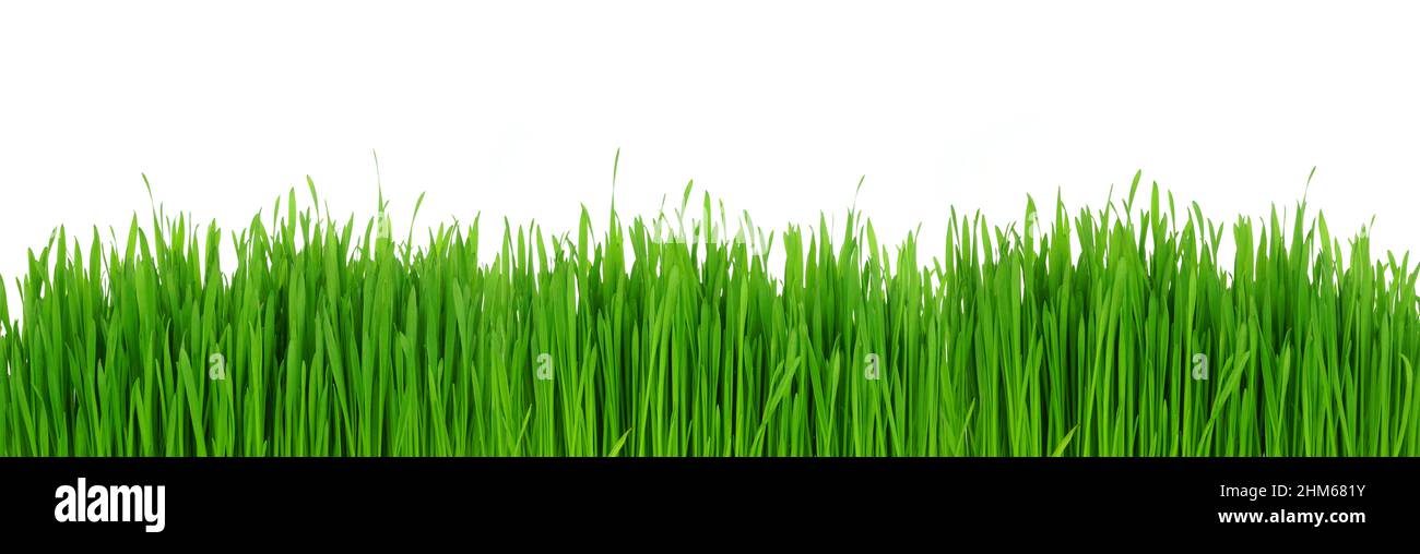 Herbe verte fraîche.Bordure de la bannière isolée sur un fond blanc. Banque D'Images