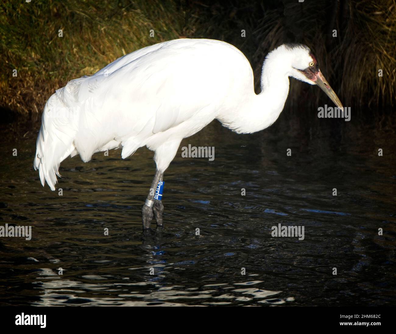 Oiseau ressemblant à une grue Banque de photographies et d’images à haute résolution Alamy