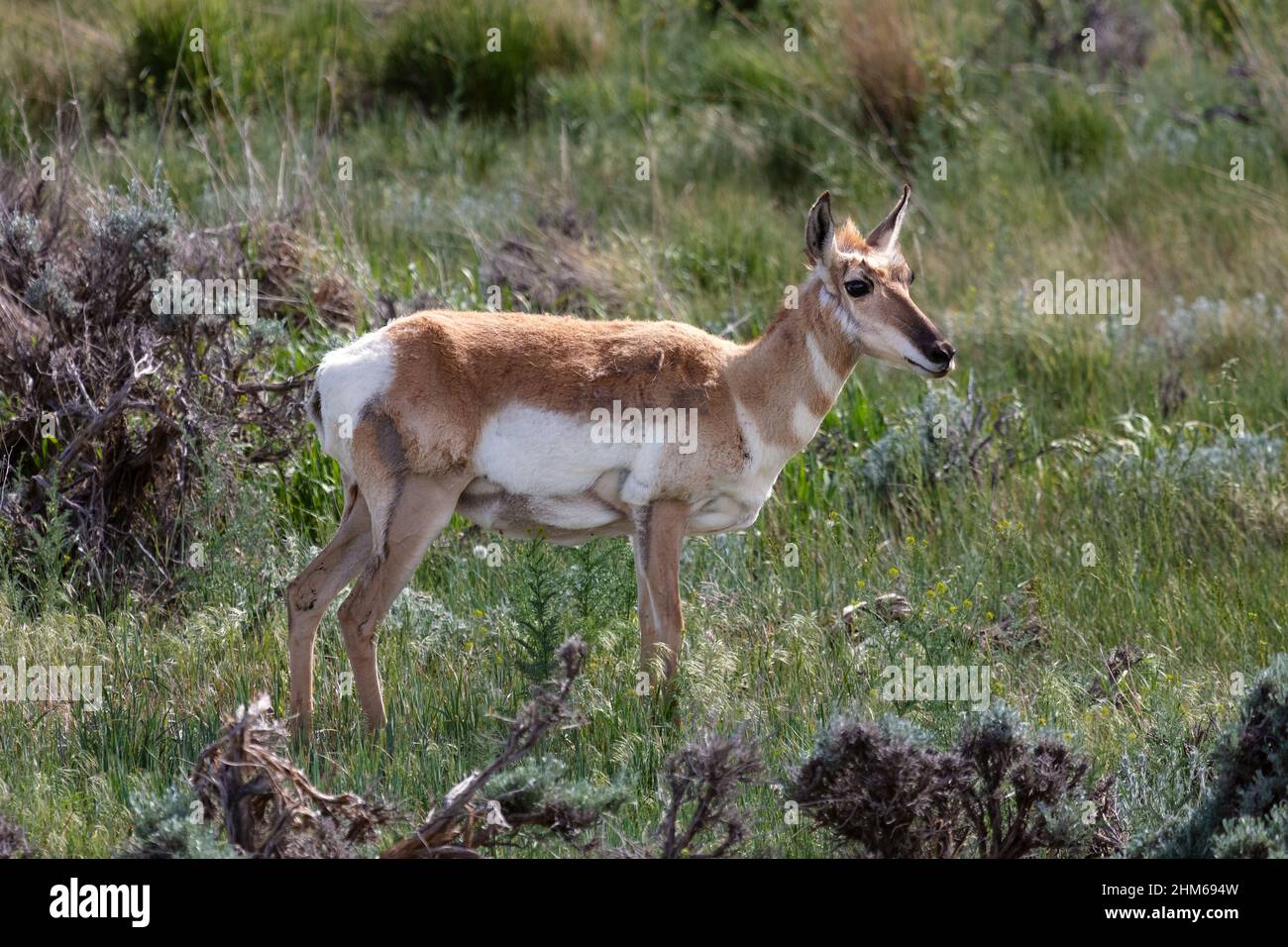 Antelope de Pronghorn (Antilocapra americana) dans le Wyoming Banque D'Images
