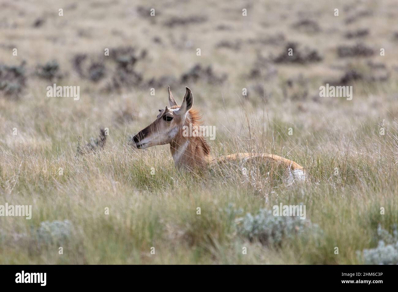 Antelope juvénile de Pronghorn (Antilocapra americana), lochée dans l'herbe des Prairies au Wyoming Banque D'Images