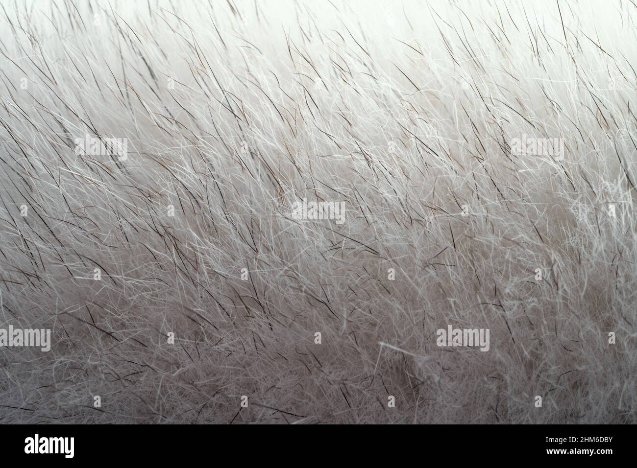 Arrière-plan texture fourrure blanche. Matériau animal doux naturel, macro photo. Banque D'Images