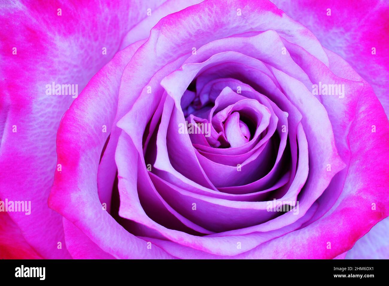 Gros plan d'une fleur rose pourpre avec pétales roses Banque D'Images