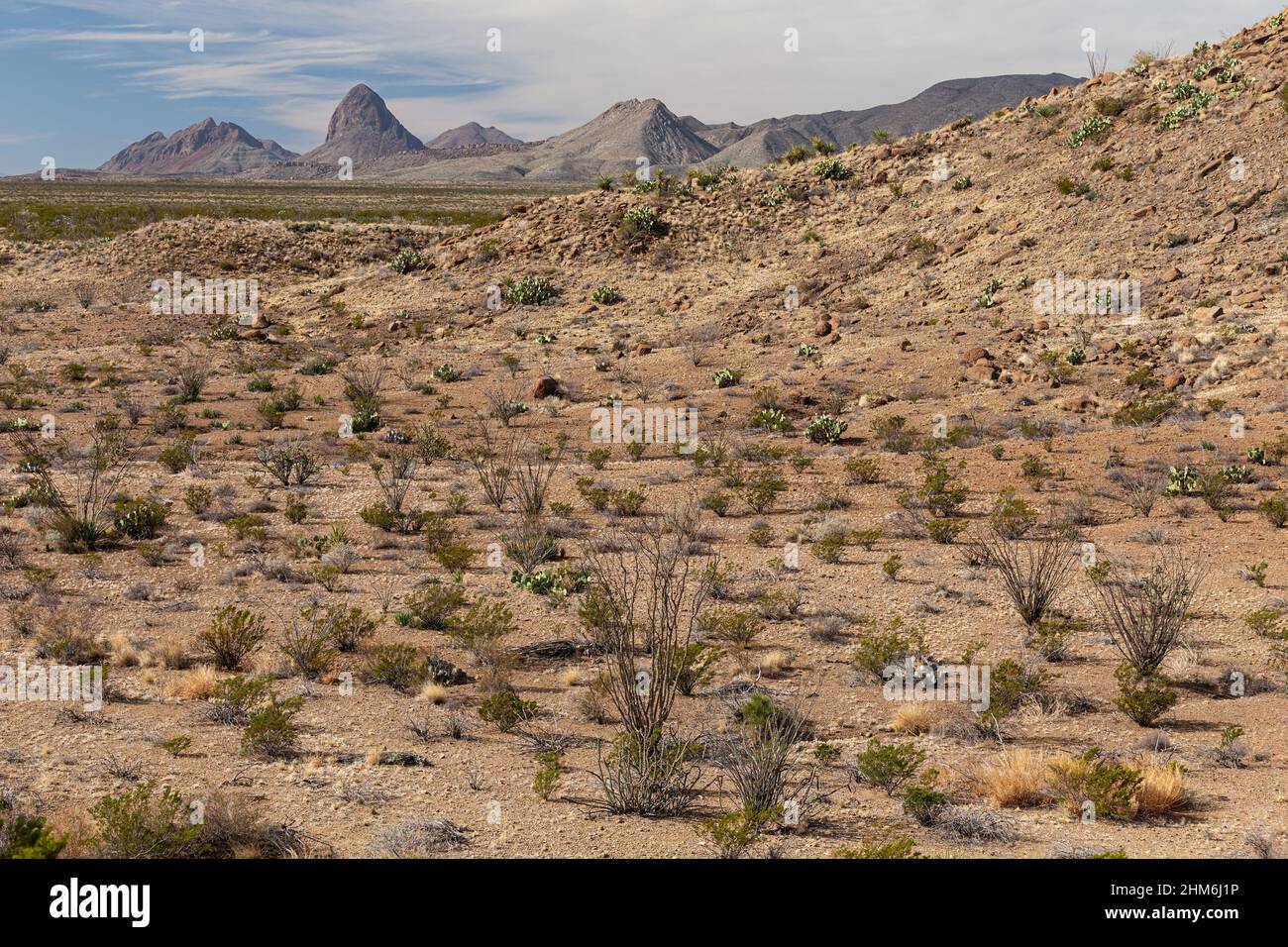 Le broussailles du désert de Chihuahuan s'étend jusqu'à l'horizon, avec l'éléphant Tusk en arrière-plan. Banque D'Images
