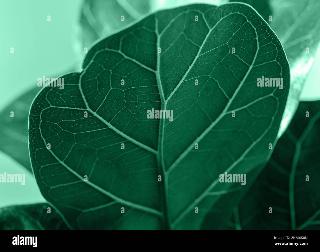 Gros plan de la feuille verte de ficus lyrata ou de la Fig de la feuille de violon sur fond vert. Jardinage intérieur, soin de la maison Banque D'Images