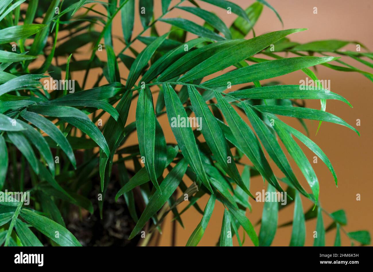 Gros plan sur les feuilles de palmier au soleil sur fond marron. Jardinage intérieur, soin de la maison Banque D'Images