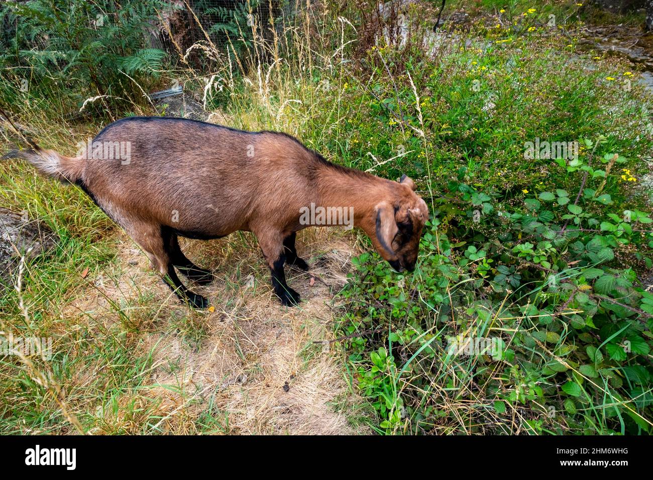 Chèvres éliminant les mauvaises herbes le long de la rive de rivière Banque D'Images