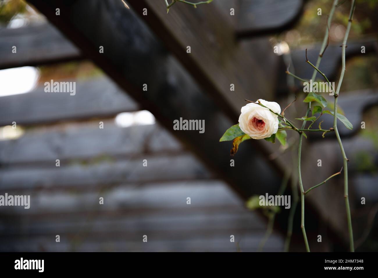 petite rose jaune sur la tige contre fond en bois avec espace de copie Banque D'Images