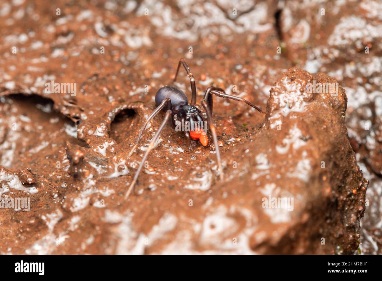 Araignée imitant ANT , Corinnomma severus, Bhimashankar, Maharashtra, Inde Banque D'Images