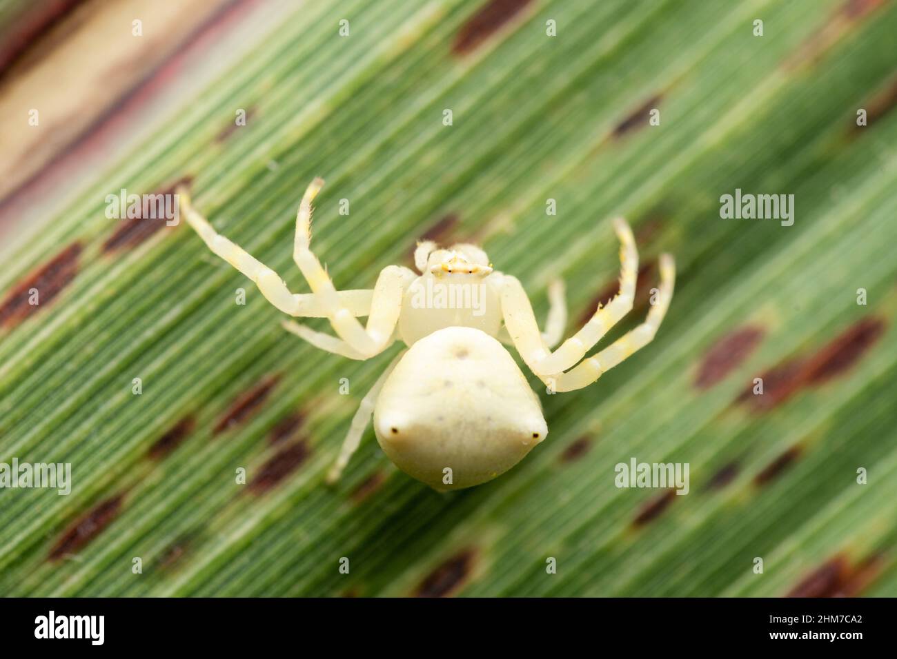 Araignée dorsale de crabe des fleurs, Thomisus onustus, Satara, Maharashtra, Inde Banque D'Images